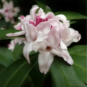 Bois-joli odorant - daphne odora - 20-25 cm pot