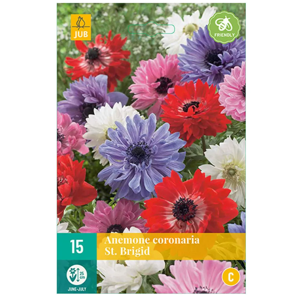 Mix de 15 anemones coronaria st. Brigid